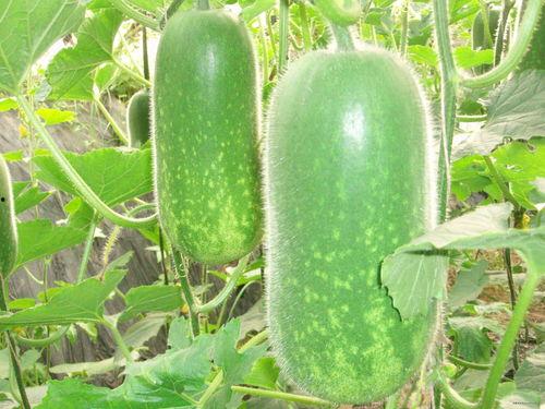 青海吃瓜爆料大全,揭秘当地热点事件与民间传闻