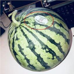 网红的瓜在哪吃,探寻“瓜在哪吃”的独特风味之旅