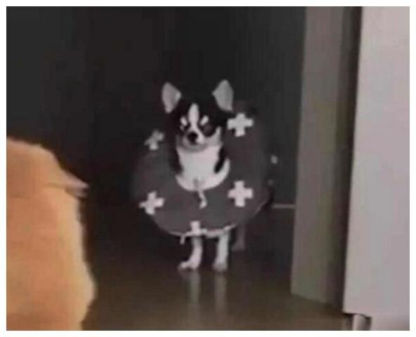 娱乐吃瓜酱狗狗打猫咪,娱乐吃瓜酱现场直播